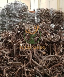Gạc Hươu đỏ (Cervus elaphus) Châu Âu